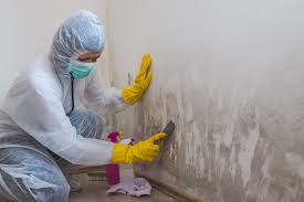 Why You Should Choose Our Mold Remediation Services in Tacoma, WA